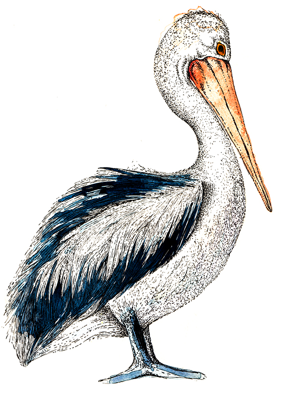 Pelican Drawing Intricate Artwork