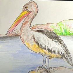 Pelican Drawing Realistic Sketch