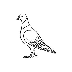 Pigeon Drawing Amazing Sketch