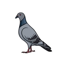 Pigeon Drawing Art