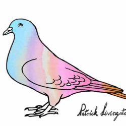 Pigeon Drawing Artistic Sketching