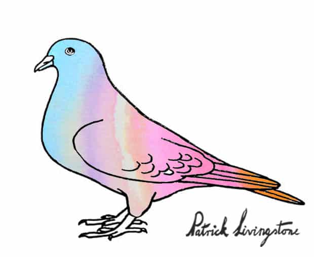 Pigeon Drawing Artistic Sketching