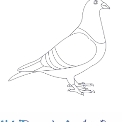 Pigeon Drawing Modern Sketch