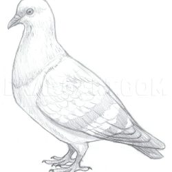 Pigeon Drawing Realistic Sketch