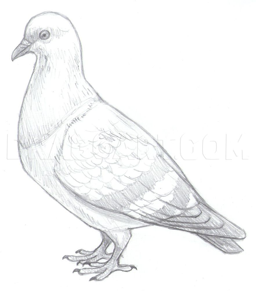 Pigeon Drawing Realistic Sketch