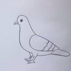 Pigeon Drawing Sketch