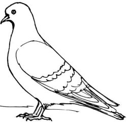 Pigeon Drawing Stunning Sketch