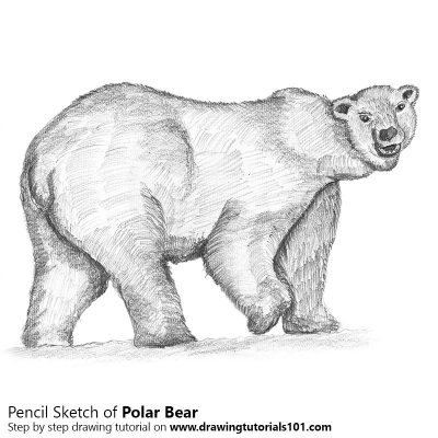 Polar Bear, Ice Environment, Conservation Efforts, Threatened Species, Arctic Habitat Drawing