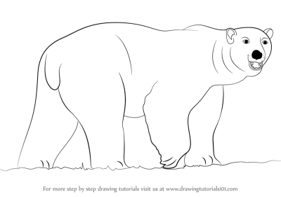 Polar Bear, Endangered Species, Arctic Habitat, Climate Change, Conservation Efforts Drawing