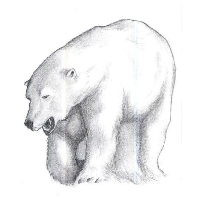 Polar Bear, Arctic Habitat, Apex Predator, Climate Change, Endangered Species Drawing