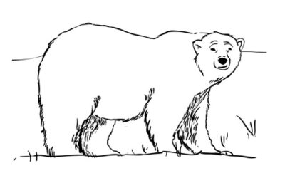 Polar Bear, Arctic Habitat, Climate Change, Endangered Species, White Fur Drawing