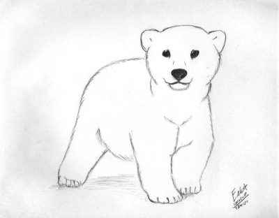 Polar Bear, Ice Environment, Conservation Efforts, Threatened Species, Arctic Habitat Drawing