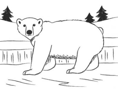 Polar Bear, Arctic Habitat, Apex Predator, Climate Change, Endangered Species Drawing