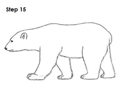 Polar Bear, Arctic Habitat, Apex Predator, Climate Change, Endangered Species Drawing