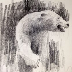 Polar Bear Drawing Amazing Sketch