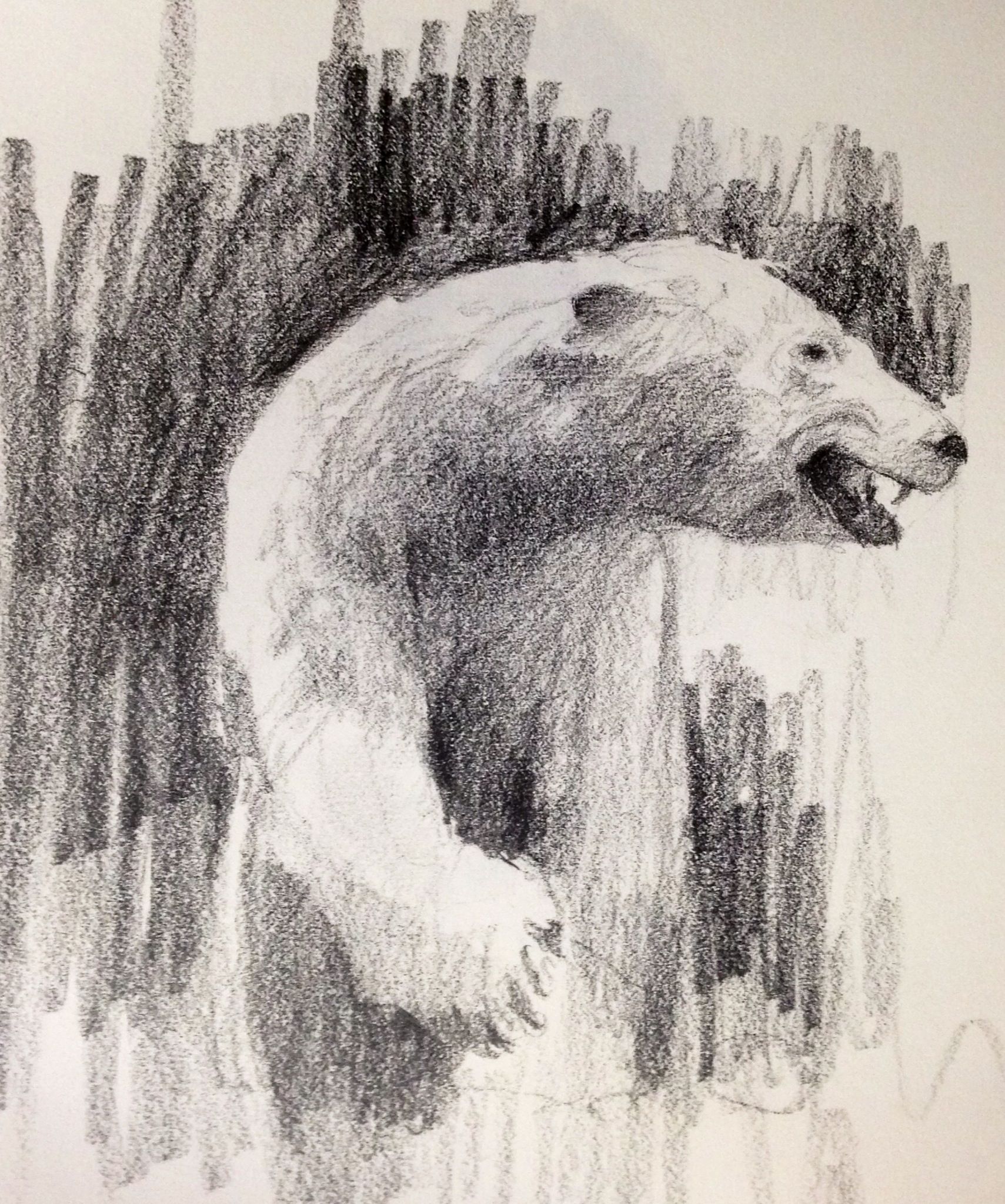 Polar Bear Drawing Amazing Sketch