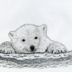 Polar Bear Drawing Artistic Sketching