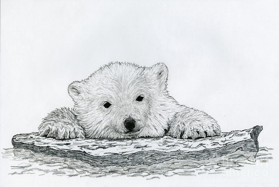 Polar Bear Drawing Artistic Sketching