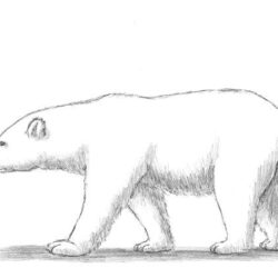 Polar Bear Drawing Creative Style