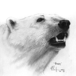 Polar Bear Drawing Detailed Sketch