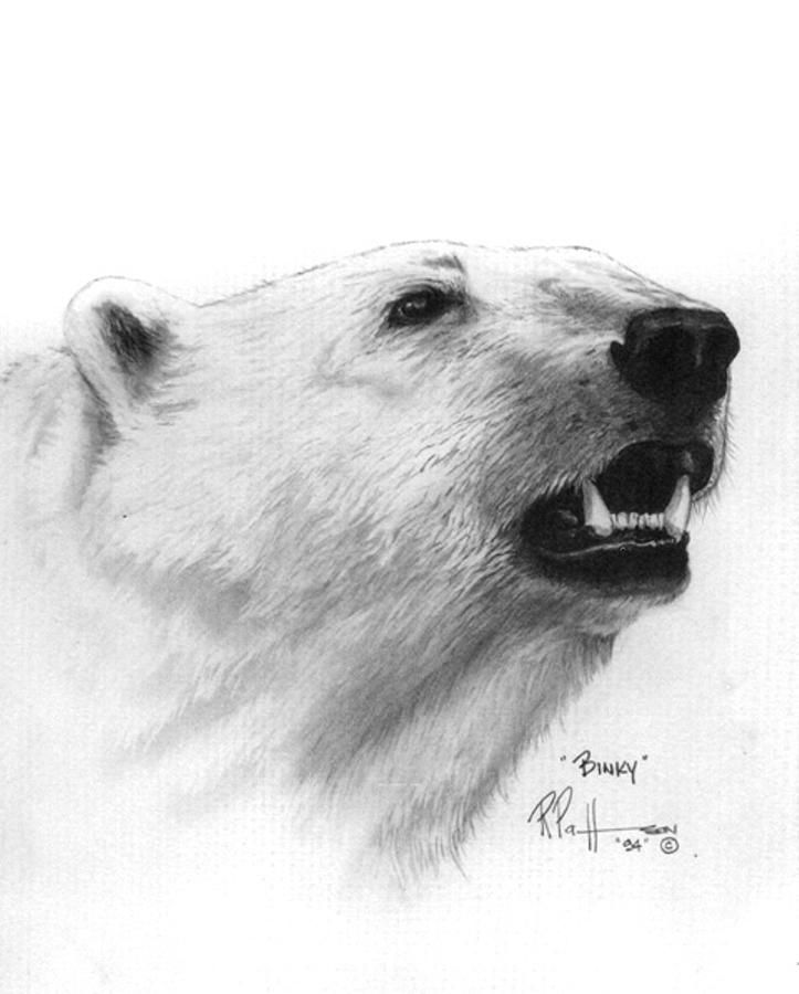 Polar Bear Drawing Detailed Sketch