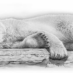 Polar Bear Drawing Fine Art