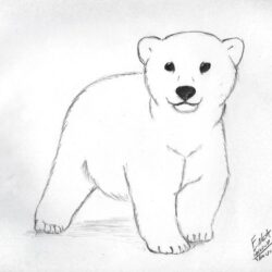 Polar Bear Drawing Hand Drawn