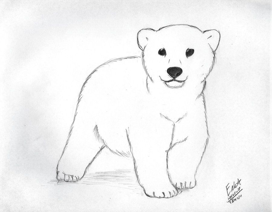 Polar Bear Drawing Hand Drawn