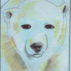 Polar Bear Drawing Realistic Sketch