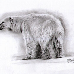 Polar Bear Drawing Sketch