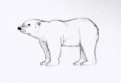 Polar Bear, Endangered Species, Arctic Habitat, Climate Change, Conservation Efforts Drawing