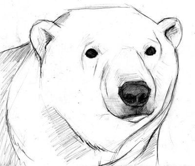 Polar Bear, Endangered Species, Arctic Habitat, Conservation Efforts, Climate Change Drawing