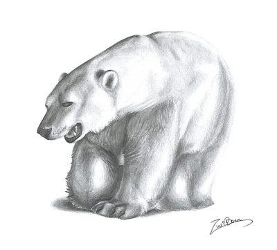 Polar Bear, Climate Change, Arctic Habitat, Endangered Species, Ice Coverage Drawing