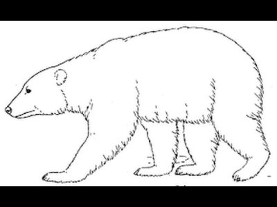 Polar Bear, Icebound Predator, Arctic Habitat, Endangered Species, Climate Change Drawing