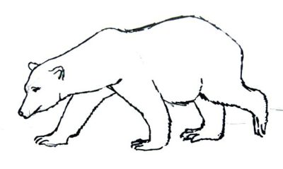 Polar Bear, Arctic Habitat, Apex Predator, Climate Change, Endangered Species Drawing