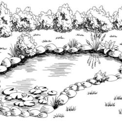 Pond Drawing Fine Art