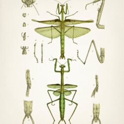 Praying Mantis Drawing Art