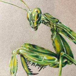 Praying Mantis Drawing Hand Drawn Sketch