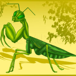 Praying Mantis Drawing Intricate Artwork