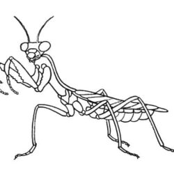 Praying Mantis Drawing Modern Sketch