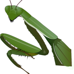 Praying Mantis Drawing Realistic Sketch