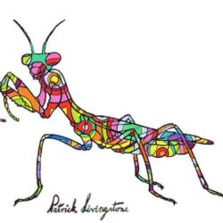 Praying Mantis Drawing Stunning Sketch