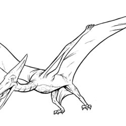 Pterodactyl Drawing Sketch