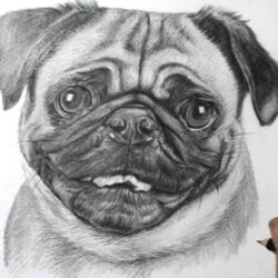 Pug Drawing Amazing Sketch