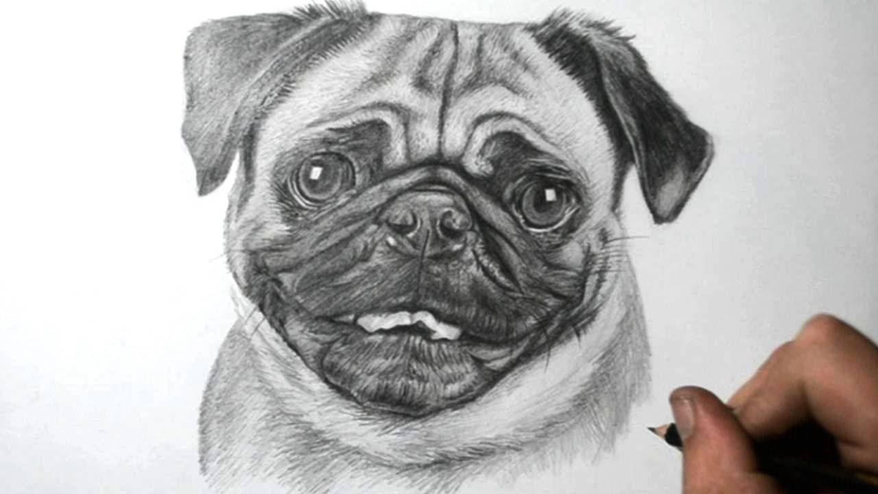 Pug Drawing Amazing Sketch
