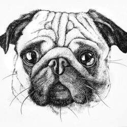 Pug Drawing Creative Style