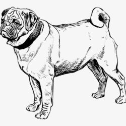 Pug Drawing Detailed Sketch