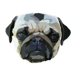 Pug Drawing Fine Art