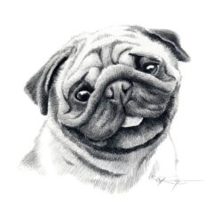 Pug Drawing Hand drawn