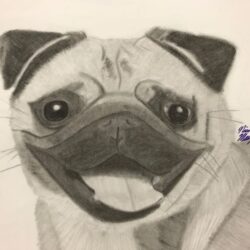 Pug Drawing Hand drawn Sketch